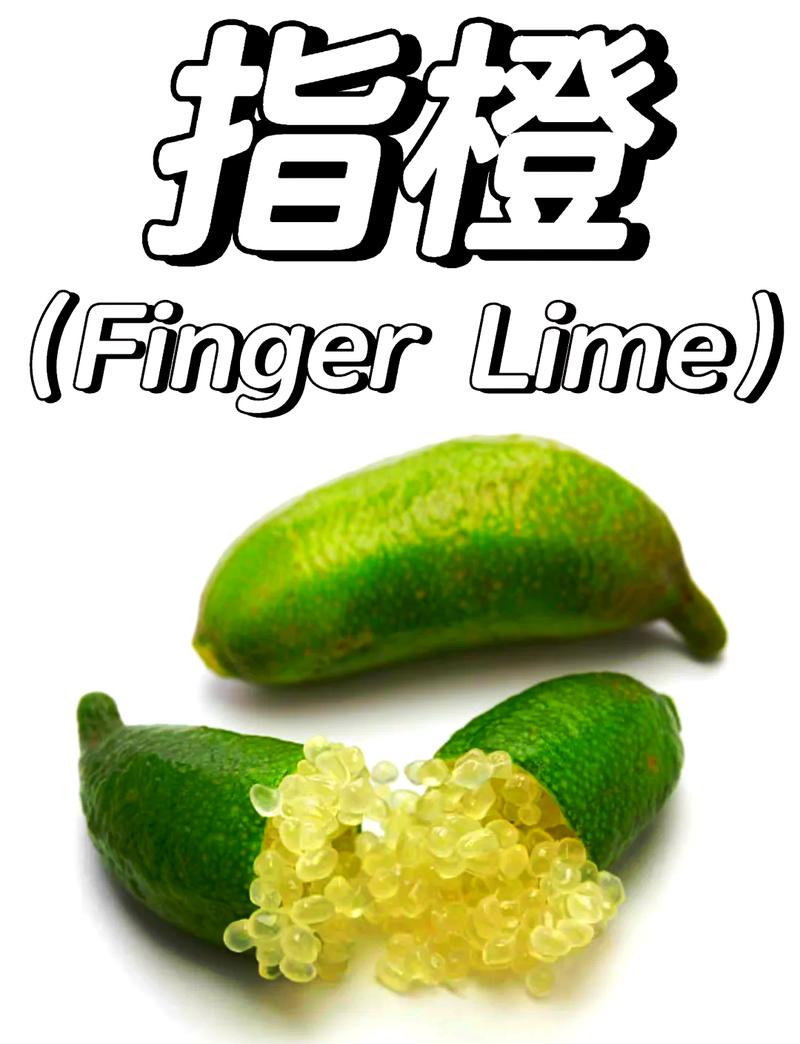 指橙资讯手机版
