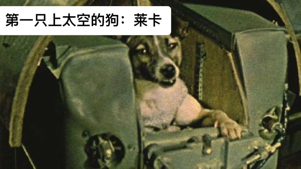 莱卡星球莱卡狗app
