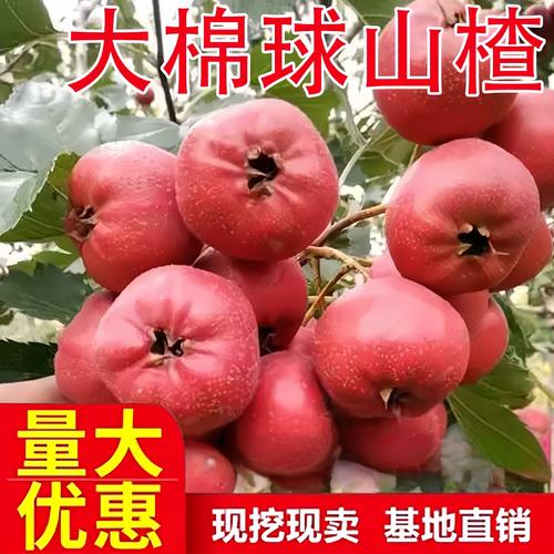山楂快讯分红版