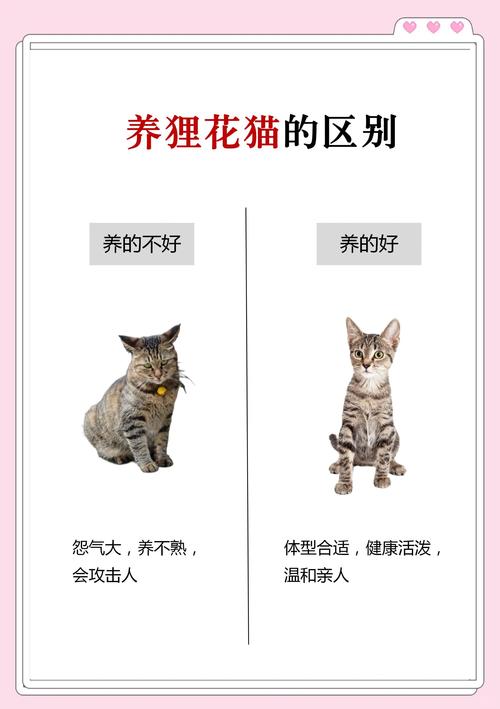 花猫说转发赚钱a