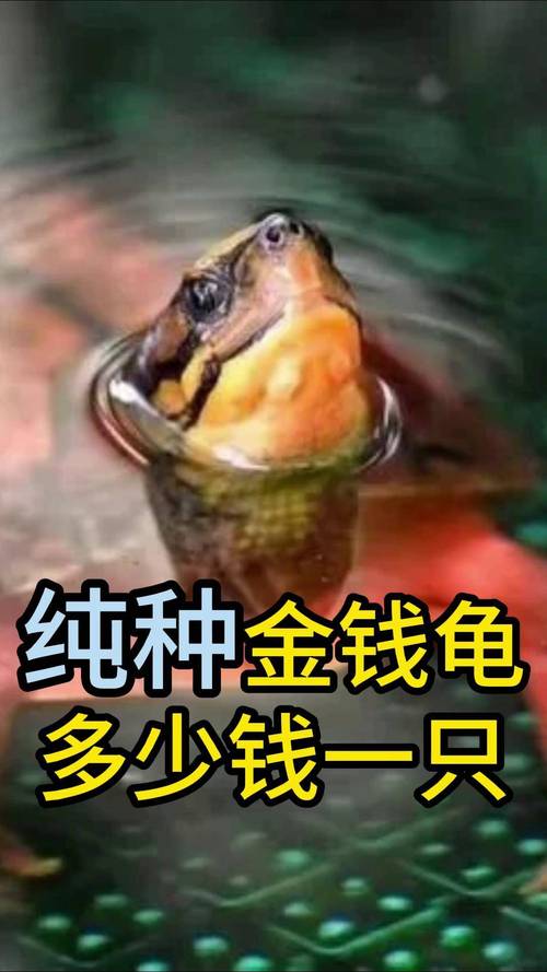 摇钱龟赚钱