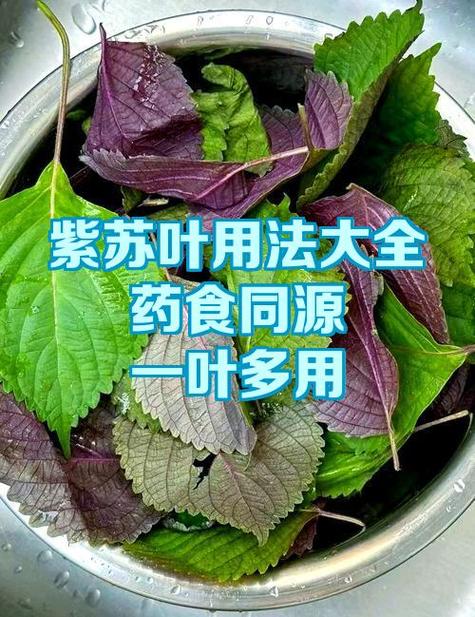 紫苏网赚钱
