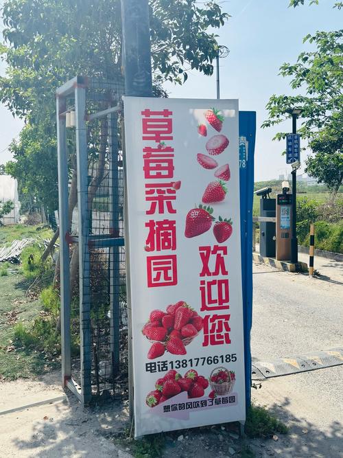 果树庄园买草莓