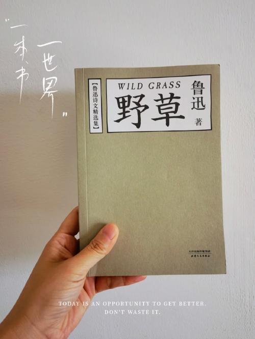 野草集短视频免费