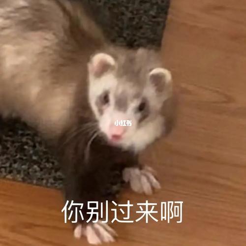 你别过来呀正版