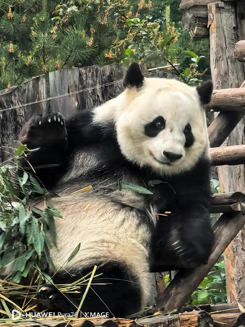 双喜熊猫手机赚钱