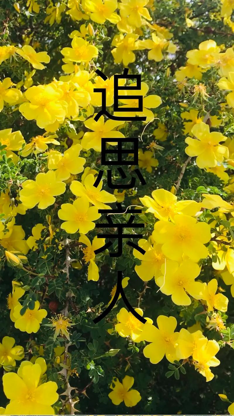 追思小说手机版
