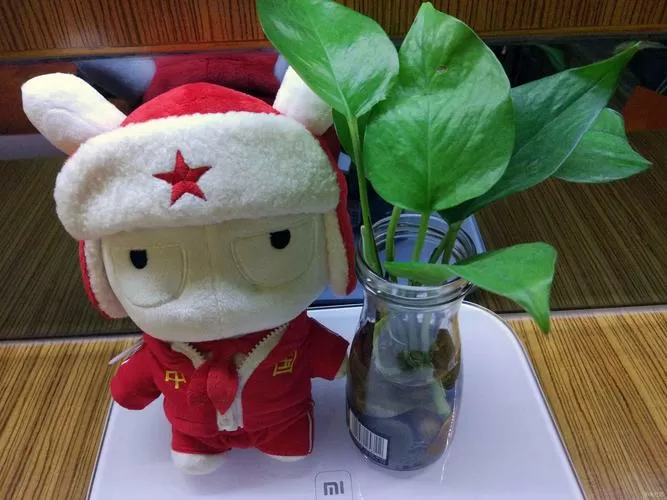 小米出现带军帽的兔子