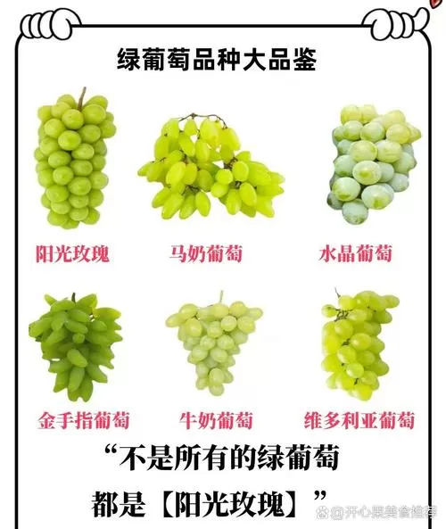 绿葡萄和绿提子的区别