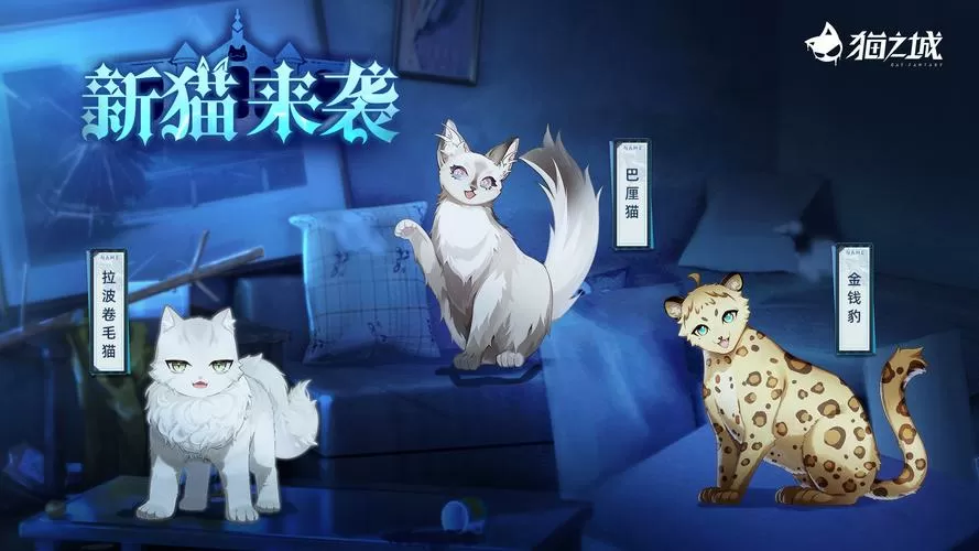 爱猫之城免费观看