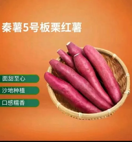 秦五红薯品种介绍