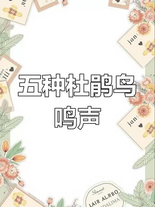 小杜鹃的叫声