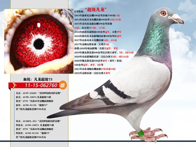 凡龙信鸽特点