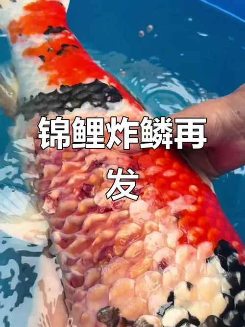 锦鲤鱼鳞掉了还能长出来吗