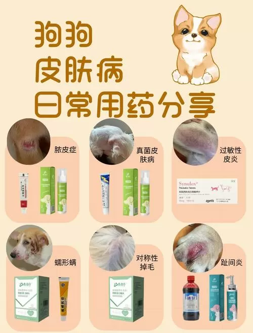 狗用皮炎平还是红霉素软膏