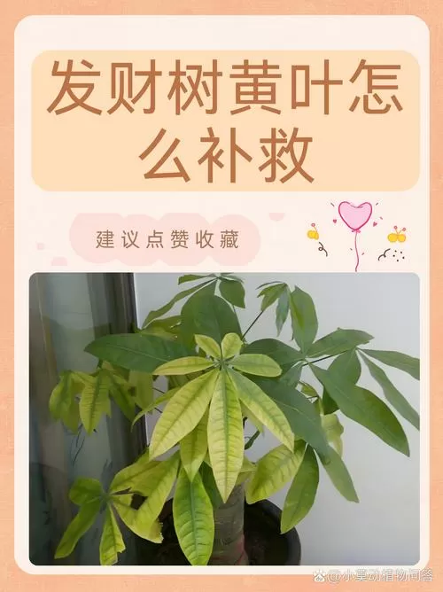 刚买回来的发财树叶子发黄怎么办