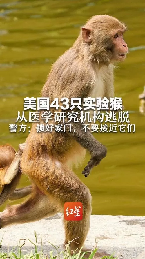 美国仍有3只实验猴在逃