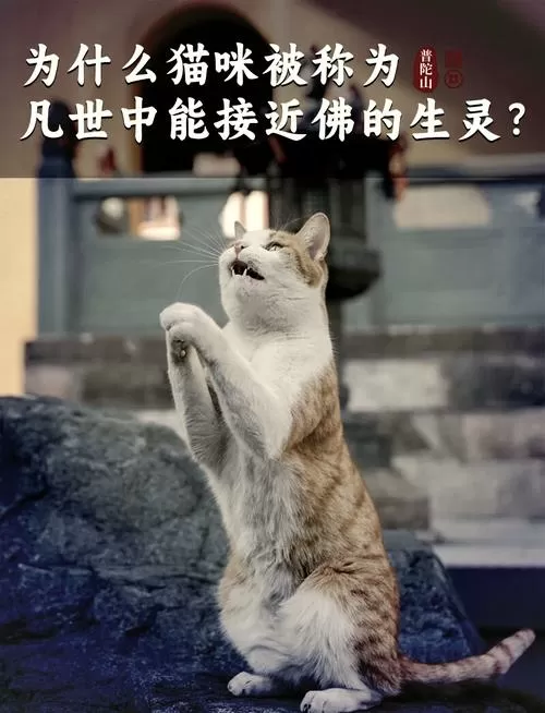 佛说猫亲近的人,命不久矣