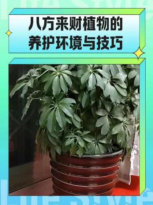 八方来财树怎么养