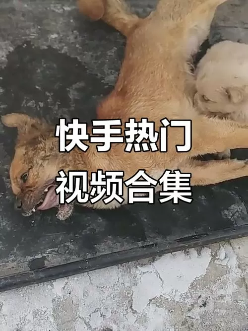 快手小视频