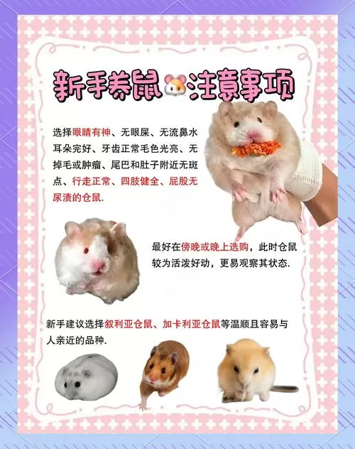 养仓鼠怎么清理粪便