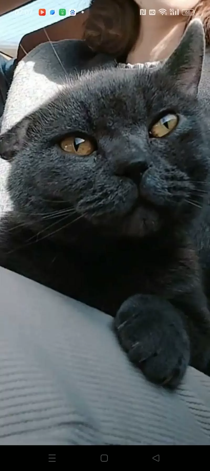 抖音球球是只猫是什么猫