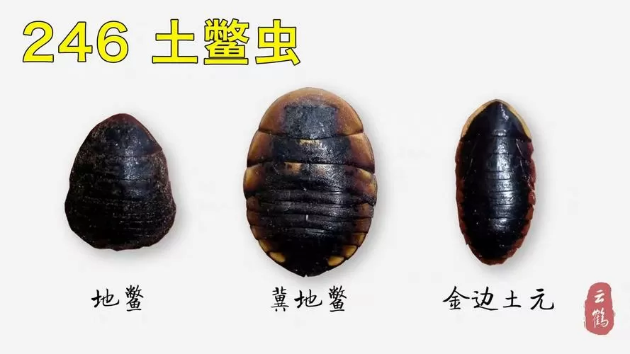 土鳖虫百度百科