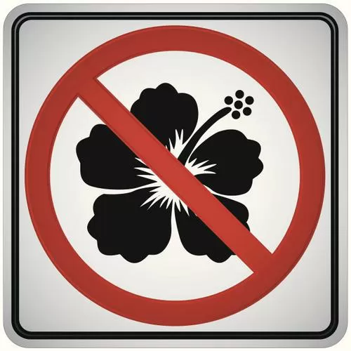 害怕花谢就拒绝开放