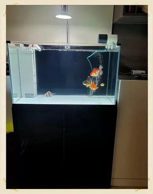鱼缸黑底好还是白底好