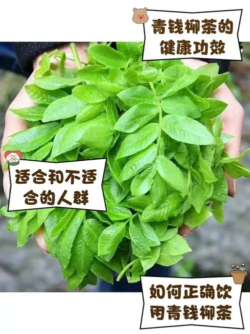 青钱柳是什么茶