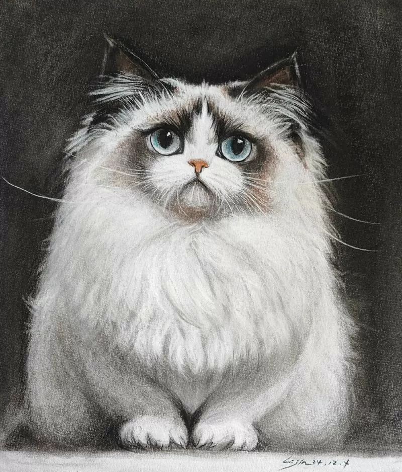 ragdoll cat