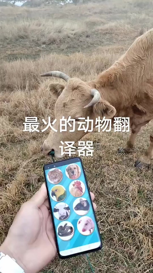 熊曰翻译器手机版下载