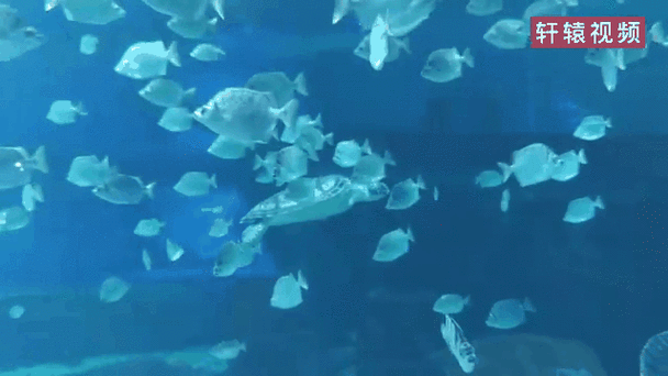水族馆动态壁纸汉化版