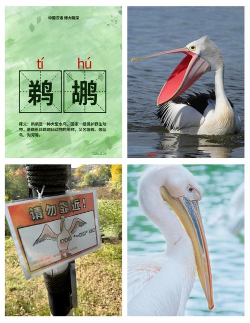鹈鹕怎么读