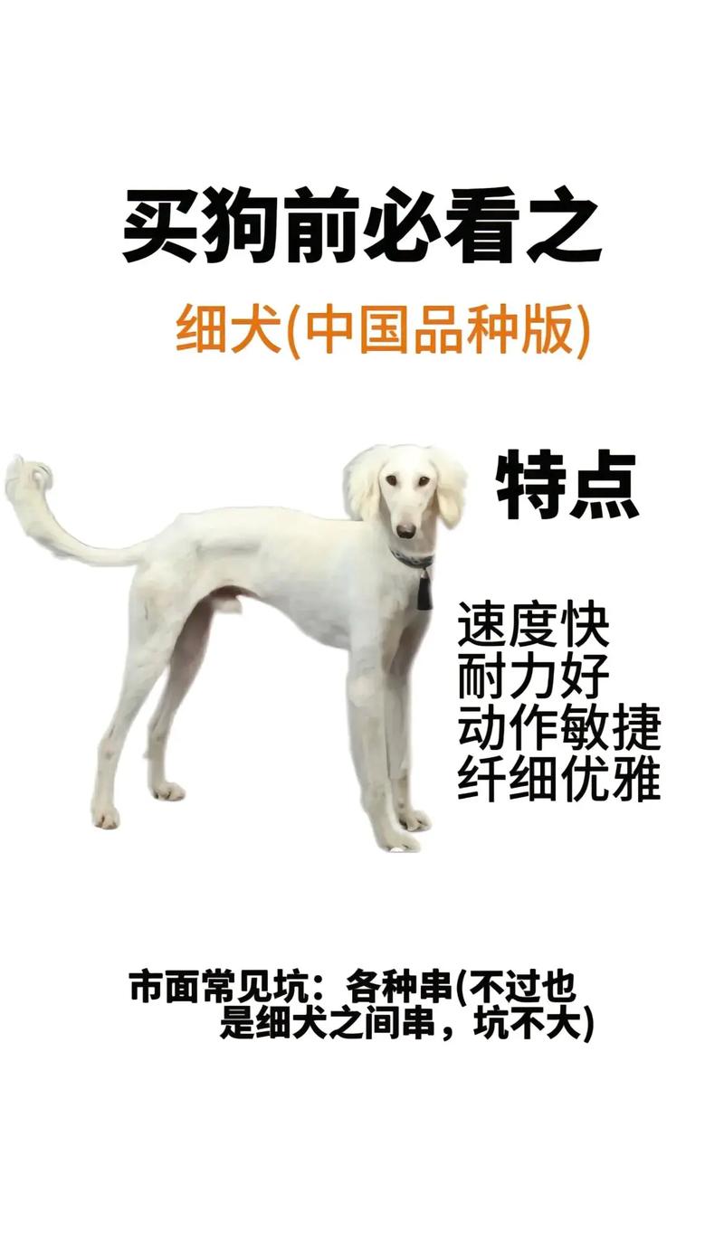 细狗视频