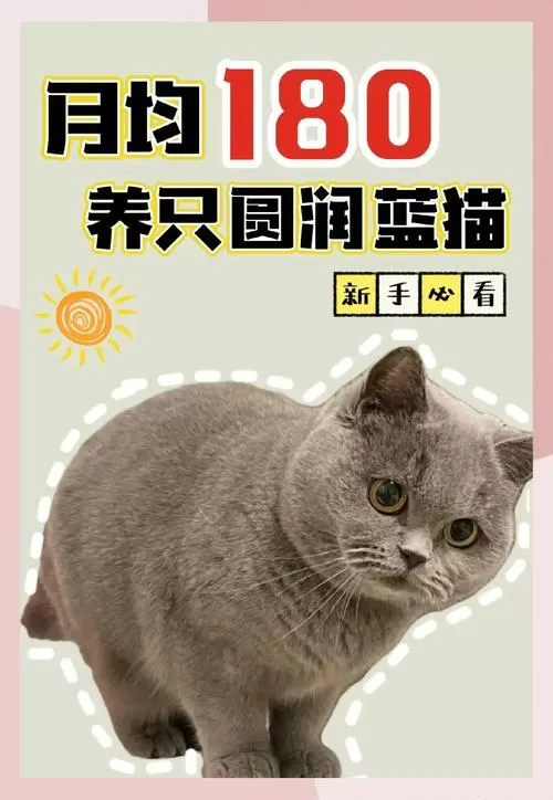 法国蓝猫多少钱一只