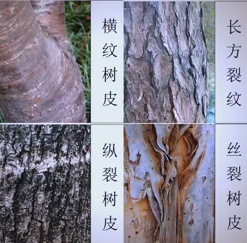 我的世界树皮怎么获得