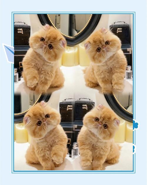 加菲猫多少钱一只