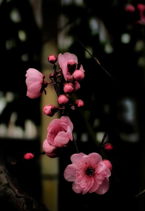 梅花视频