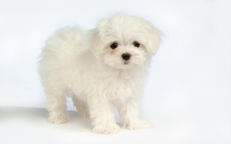 puppy