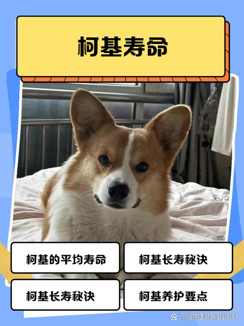 柯基捷径库电池寿命