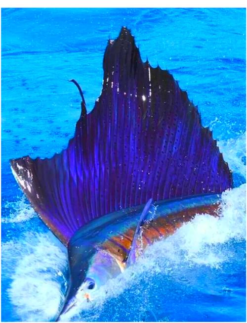 xmfish