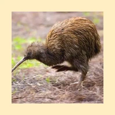 kiwi