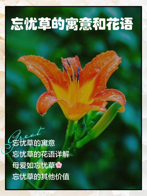 忘忧草
