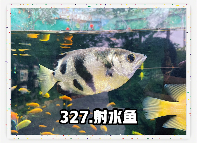 射水鱼
