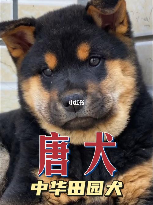 唐犬