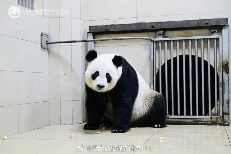 熊猫网
