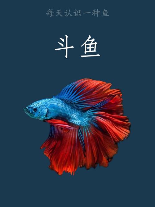 斗鱼下载