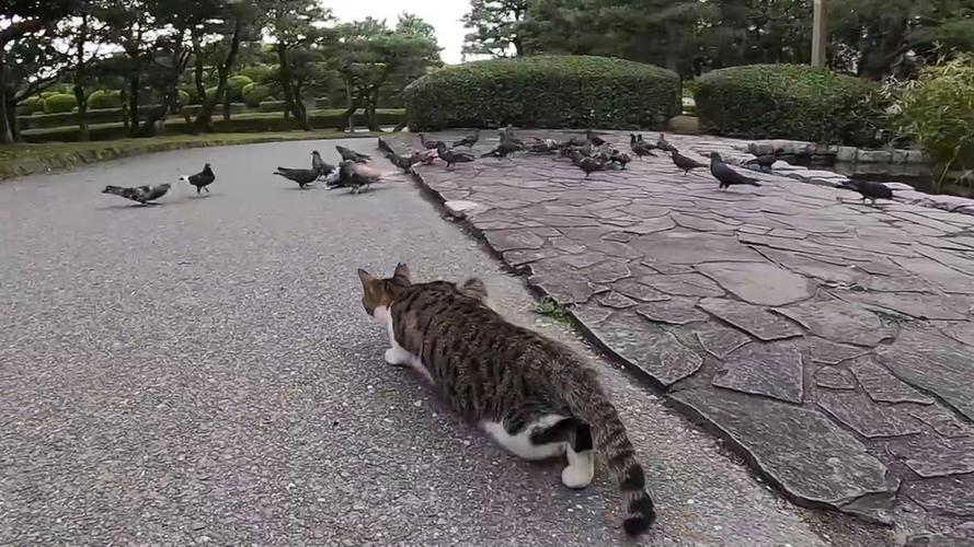 猫扑视频