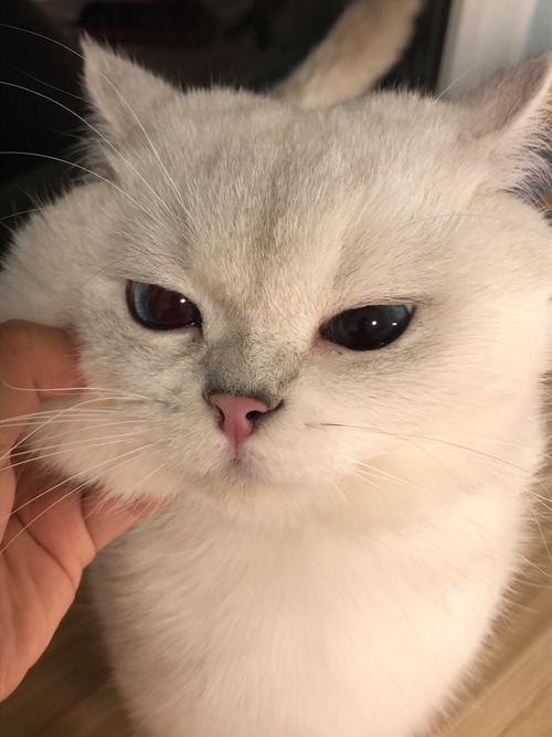 脸猫